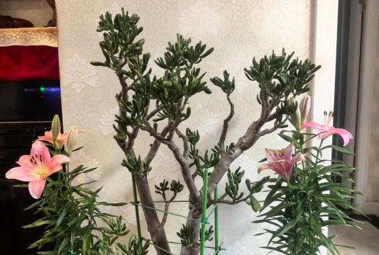 家庭养花用生根粉