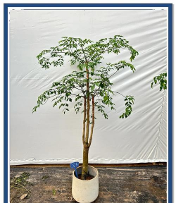 幌伞枫怎么过冬