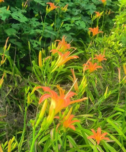 什么花没有毒能看见