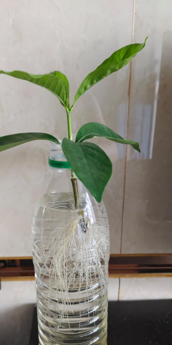 家庭养花用生根粉