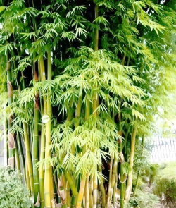 还有什么叫竹子的植物