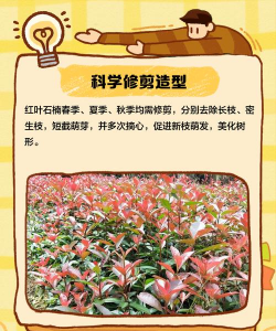 红叶石楠怎么在家养