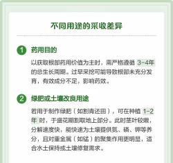 商陆什么时候种植