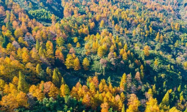 世界唯一金钱松种子园落户安吉