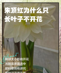 柿树虫病防治，识别常见虫害，掌握有效方法