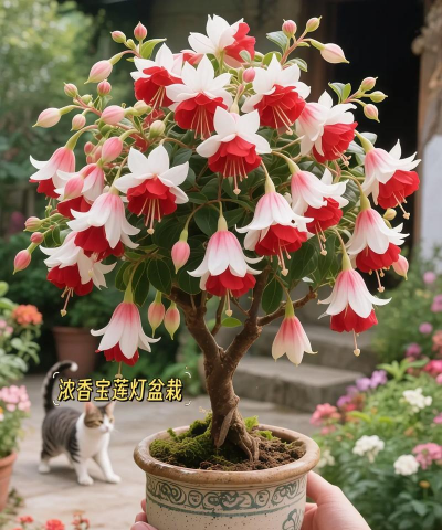 葡萄栽培，掌握关键技术，实现优质丰产