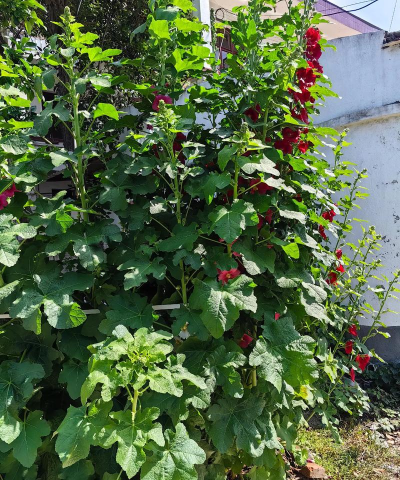 葡萄栽培，掌握关键技术，实现优质丰产