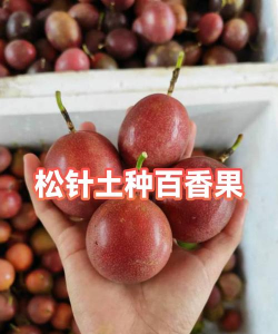 松针土适合种什么水果