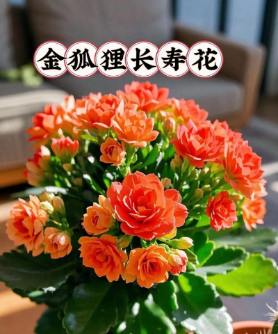 无土栽培技术，突破土壤限制，开启高效种植新篇章