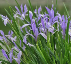 马蔺什么时候播种最好