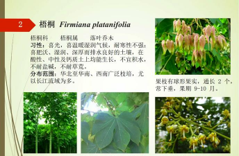 无土栽培技术，突破土壤限制，开启高效种植新篇章