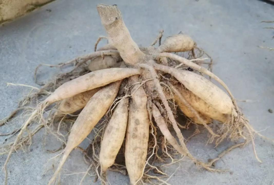 无土栽培技术，突破土壤限制，开启高效种植新篇章