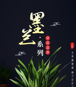无土栽培技术，突破土壤限制，开启高效种植新篇章