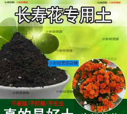 栀子花怎么养，掌握浇水技巧，避免黄叶掉苞