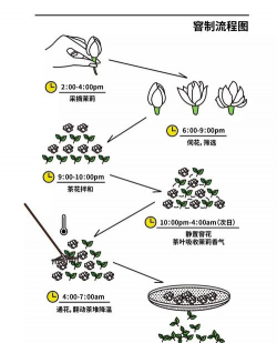 栀子花怎么养，掌握浇水技巧，避免黄叶掉苞