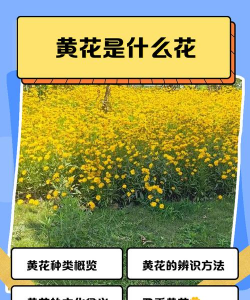 为什么花是黄的