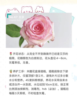 栀子花怎么养，掌握浇水技巧，避免黄叶掉苞