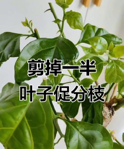 栀子花怎么养，掌握浇水技巧，避免黄叶掉苞