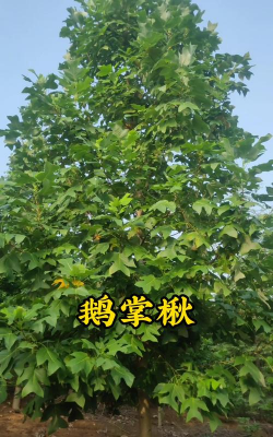鹅儿子树是什么树