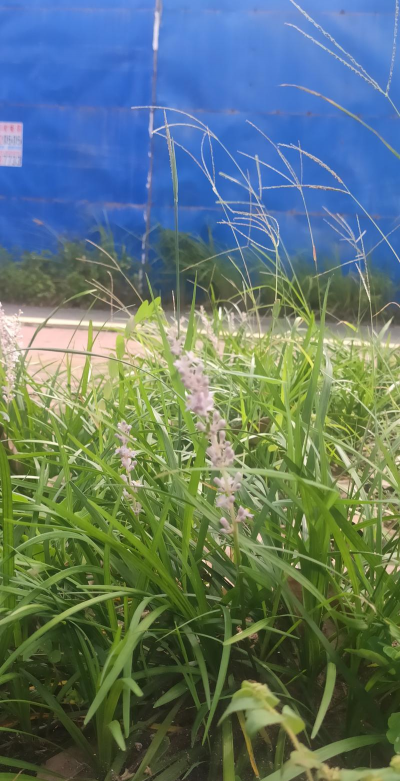 麦冬开白花是什么形状