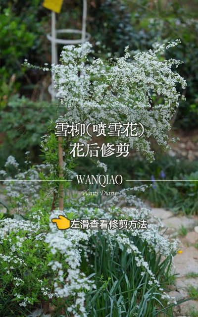 喷雪花什么时候修剪
