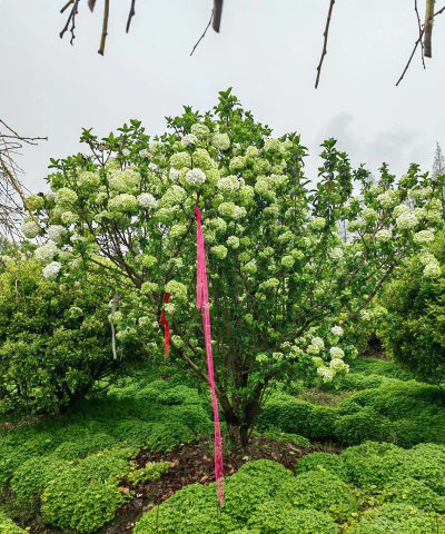 中华木绣球怎么买