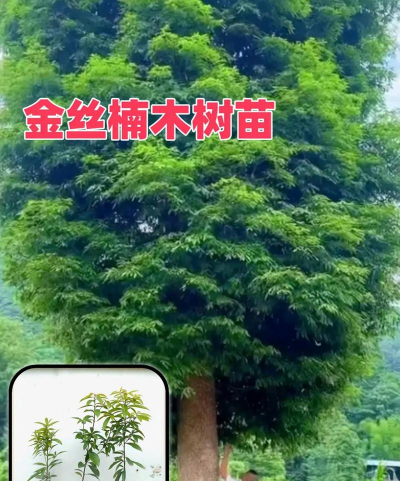 小叶桢楠怎么养