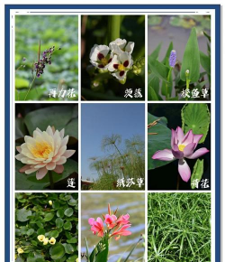 水里生长的植物叫什么