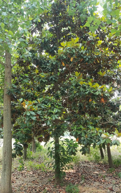 广玉兰树怎么繁育