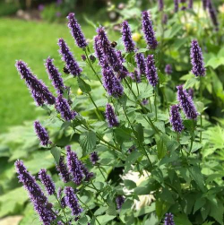 藿香开花的地方叫什么