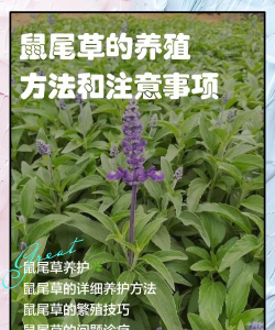 老鼠尾草夏天怎么养