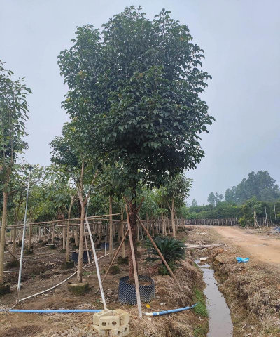 苗圃秋枫怎么养护