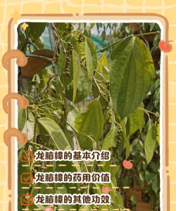 龙脑樟树有什么用处