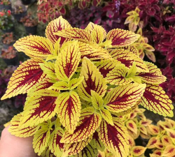 紫黄叶草怎么养