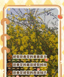 红玉兰什么时候剪枝