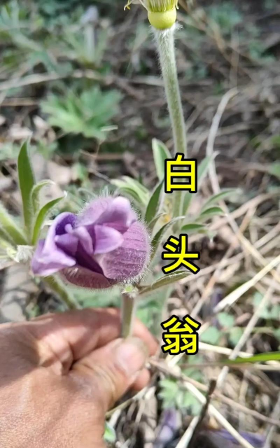 白头翁怎么养殖