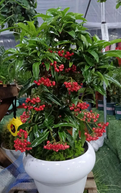 家庭养花用生根粉