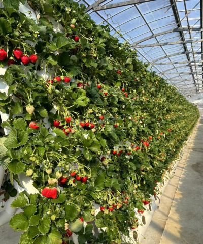 日本草莓主要栽培品种及栽培技术