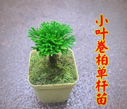 卷柏玉珊瑚怎么养