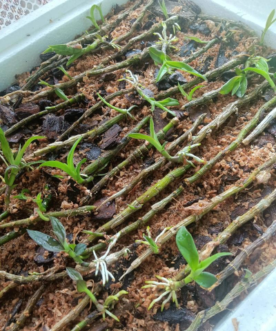 家庭养花用生根粉