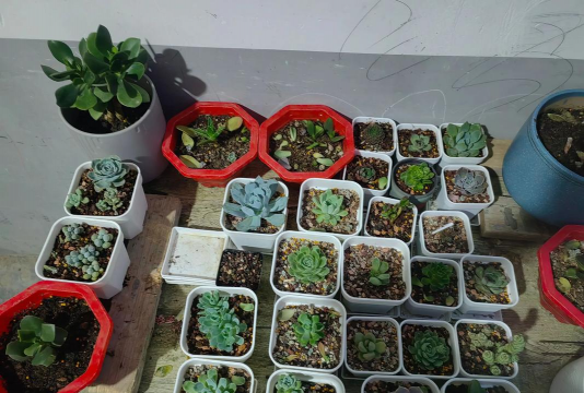 家庭养花用生根粉