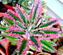 家庭养花用生根粉