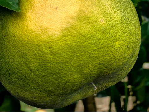 菊花芯柚怎么施肥