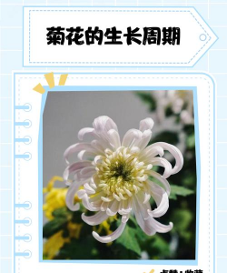 春菊怎么种最好