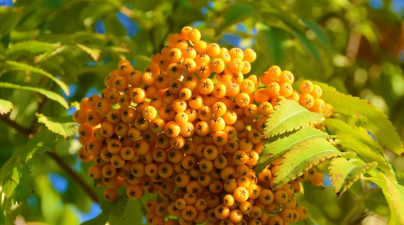 楸树开完花结什么果