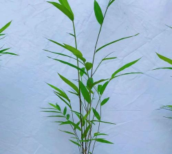 台湾竹适合什么季节养