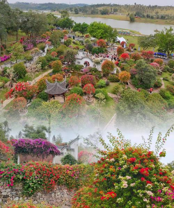 家庭养花用生根粉