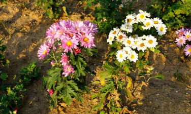 家庭养花用生根粉