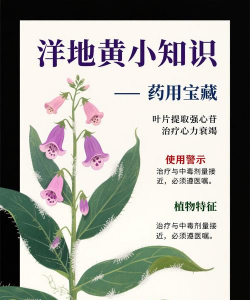 洋地黄还有什么名字