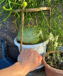 家庭养花用生根粉